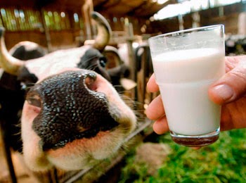 картинка коровы и стакана молока, ведут на статью про состав и пользу коровьего молока