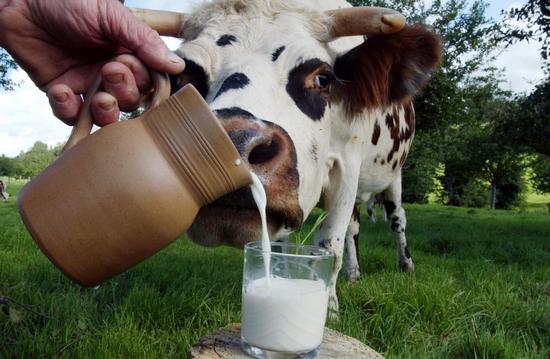 вредно ли коровье молоко