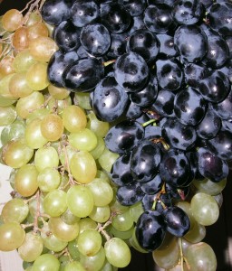 Польза синего и зеленого винограда винограда