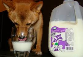 Можно ли собакам давать пить молоко 