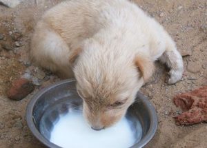 собакам давать пить молоко 