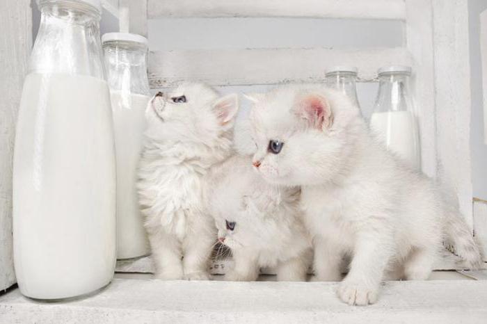 Можно ли котенку давать молоко