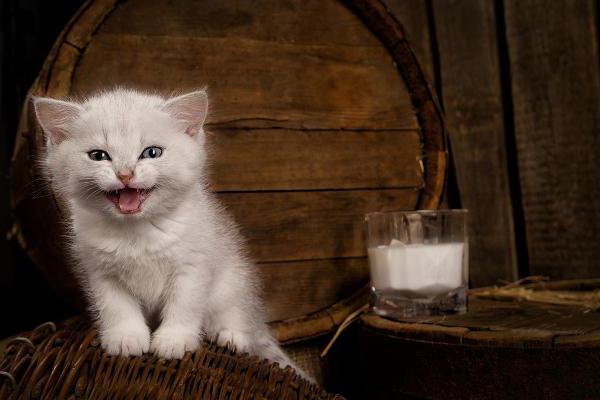 Можно ли давать месячному котенку молоко