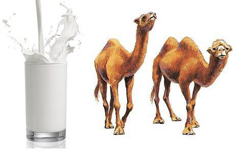 лечение верблюжьим молоком