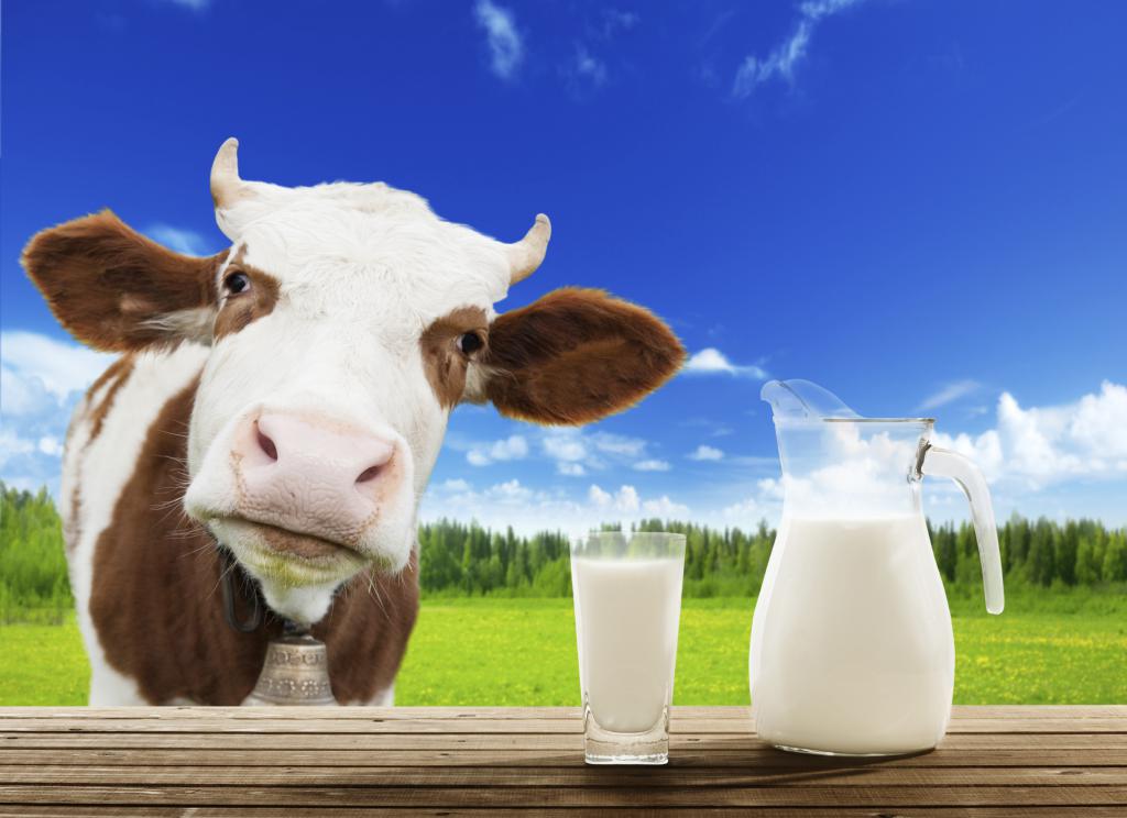 молоко от коровы