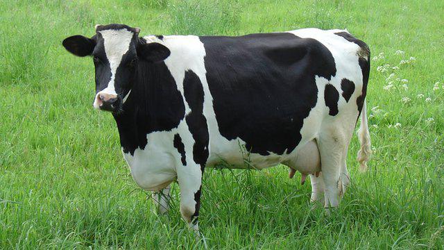  сколько корова дает молока нормы и рекорды