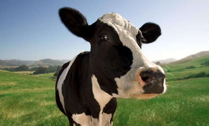сколько молока дает корова в день