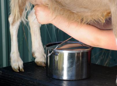реальный удой молока с козы за сутки