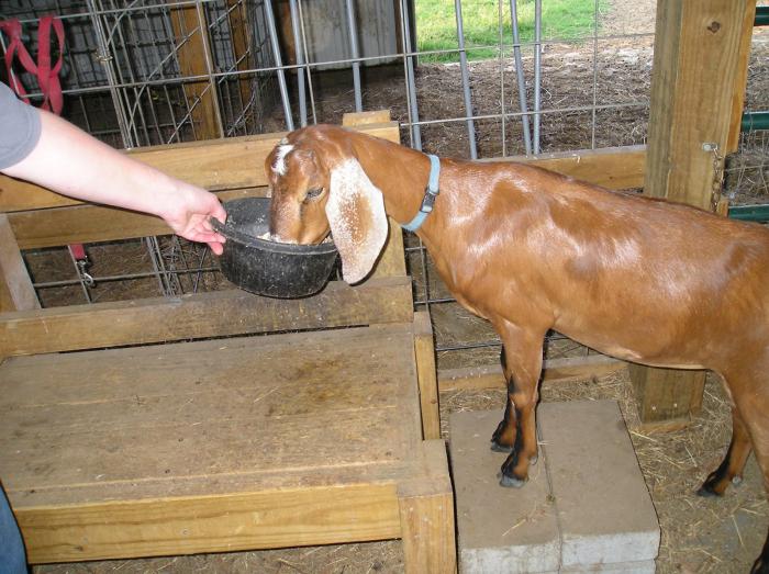 сколько литров молока дает коза в течении суток [