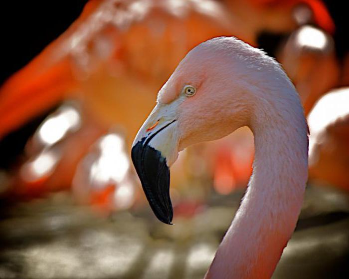 фламинго птица краткое описание