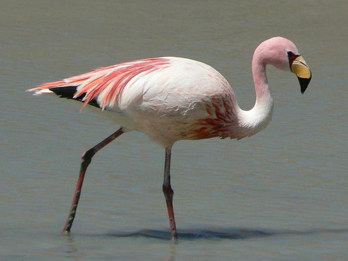 птица фламинго описание для детей