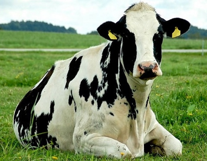 Как должна выглядеть корова