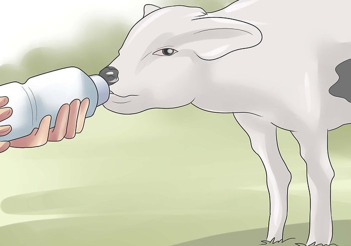 Заменитель цельного молока для теленка