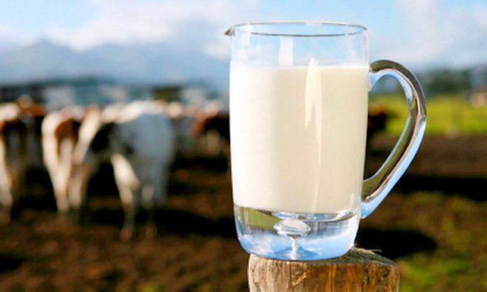 Корова дает мало молока