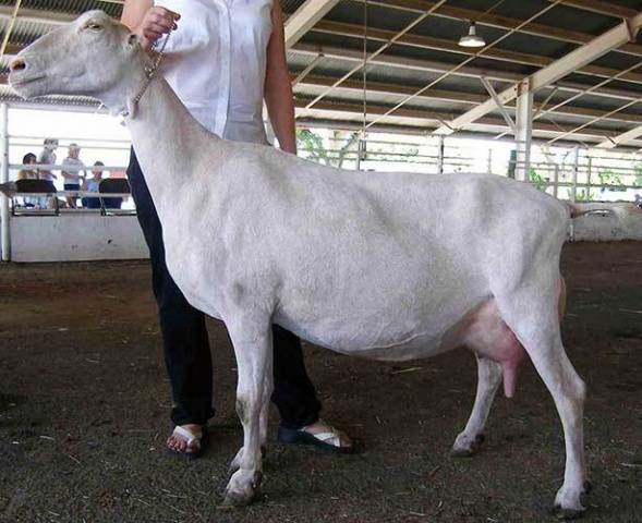 козы породы Ламанча