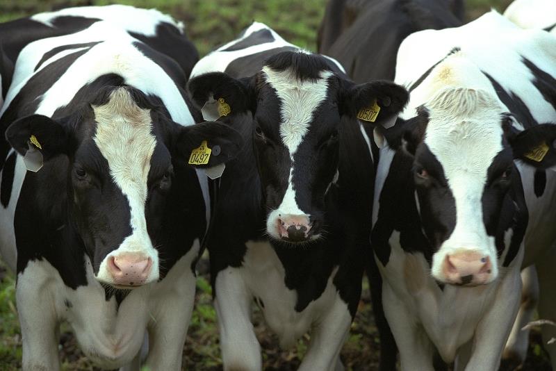 Чем опасен лейкоз у коров?