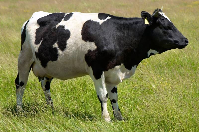 Чем опасен лейкоз у коров?