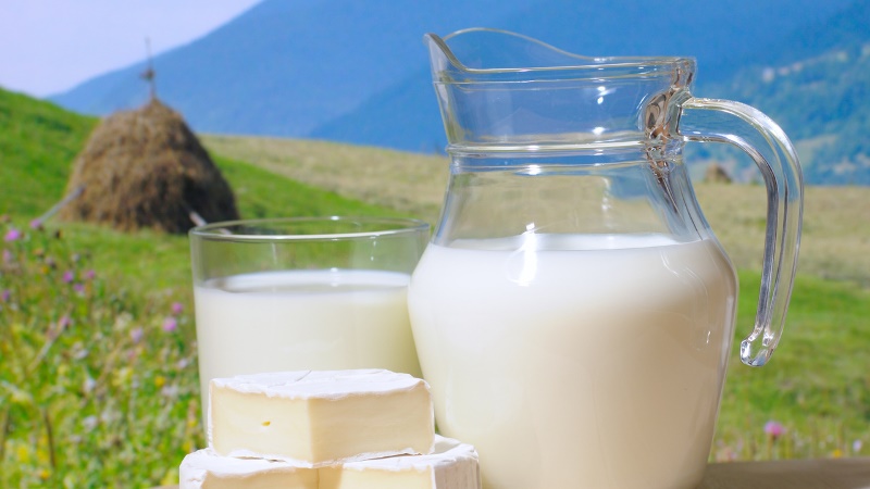 Какой должна быть жирность молока у коровы?