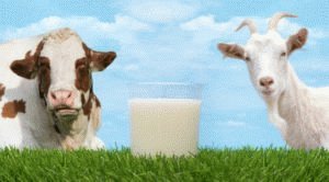 Козье и коровье молоко