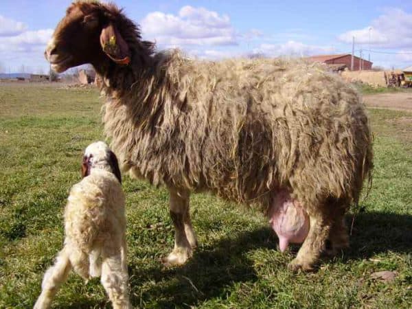порода овец Ассаф