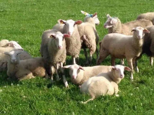 ост-фризская порода овец