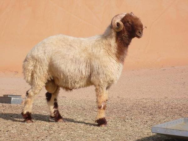 порода овец Авасси