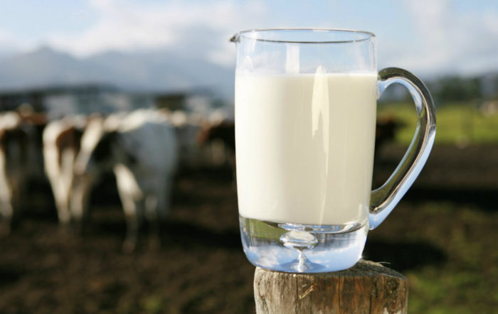 Как повысить жирность молока у коровы?