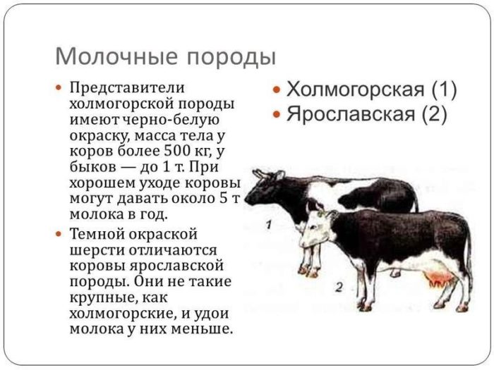 Какие коровы дают больше всего молока?
