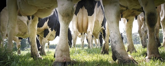 Мастит у коровы. Можно ли пить молоко?