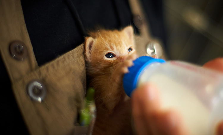Котенок пьет молочко