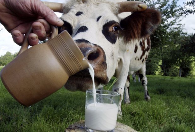 Коровье молоко