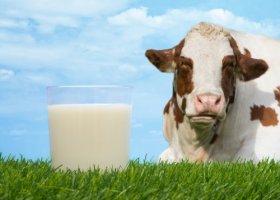 Коровье молоко: состав