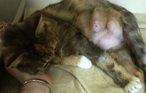 Кошка лежит и ее молочные железы воспалены