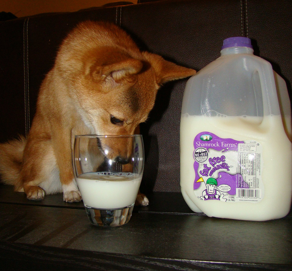 молоко взрослым собакам