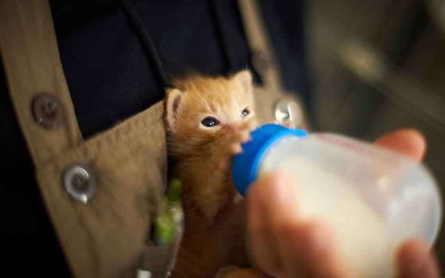 кошкам давать молоко