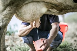 Как много молока может дать корова
