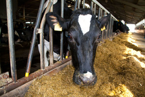 Сколько литров молока дает корова в день