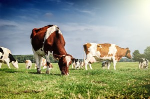 Мини-ферма по разведению коров является прибыльным бизнесом