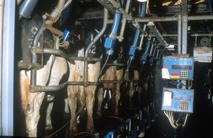 Механическое доение коров