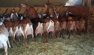 Высокоудойные породы коз