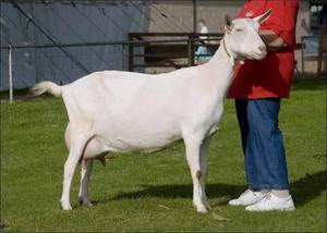 Описание породы коз