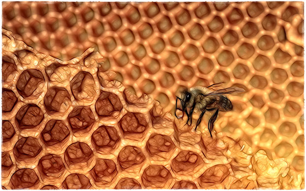 Пчела на сотах
