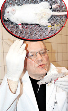 Журналист попытался подоить грызунов по зарубежной методике с помощью станка-распятия и стеклянной трубочки