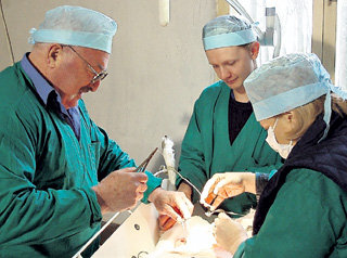 Мышиный король Игорь ГОЛЬДМАН (слева) оперирует козу с целью получения от неё трансгенного потомства