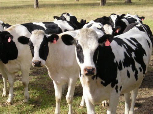 Вакцинированные коровы