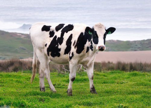 Корова на траве
