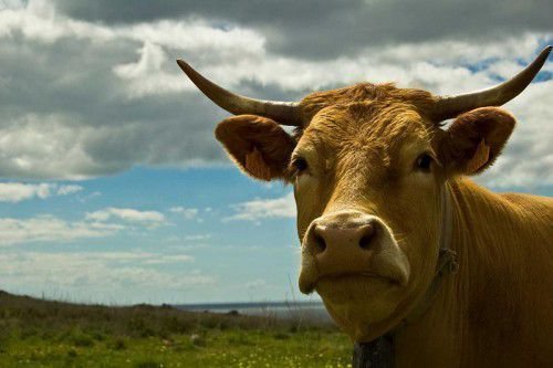 Условия содержания коровы