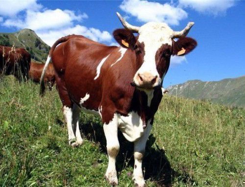 Менско-Анжуйская порода коров