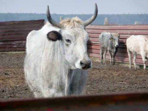 Украинская серая корова