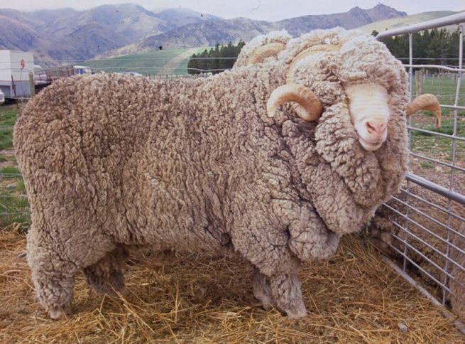 Овца мериносной породы